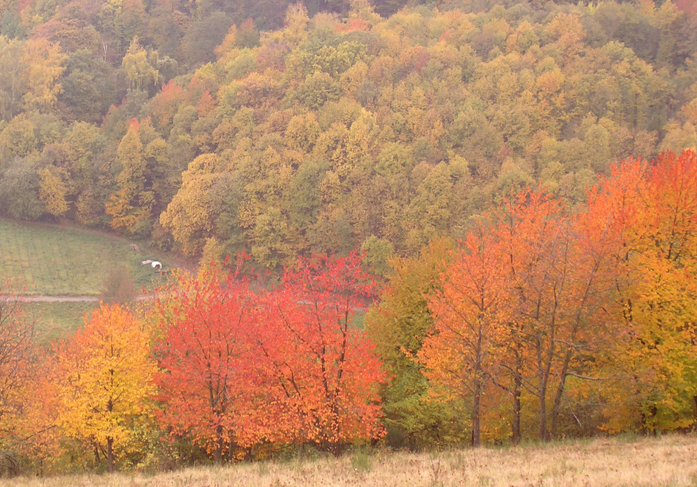 Die Farben der Pfalz Ende Oktober 1