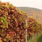 Die Farben der Pfalz Ende Oktober 3