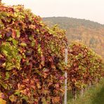 Die Farben der Pfalz Ende Oktober 3