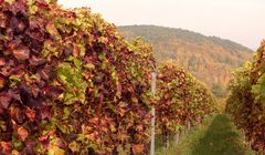 Die Farben der Pfalz Ende Oktober 3