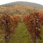 Die Farben der Pfalz im Oktober 2