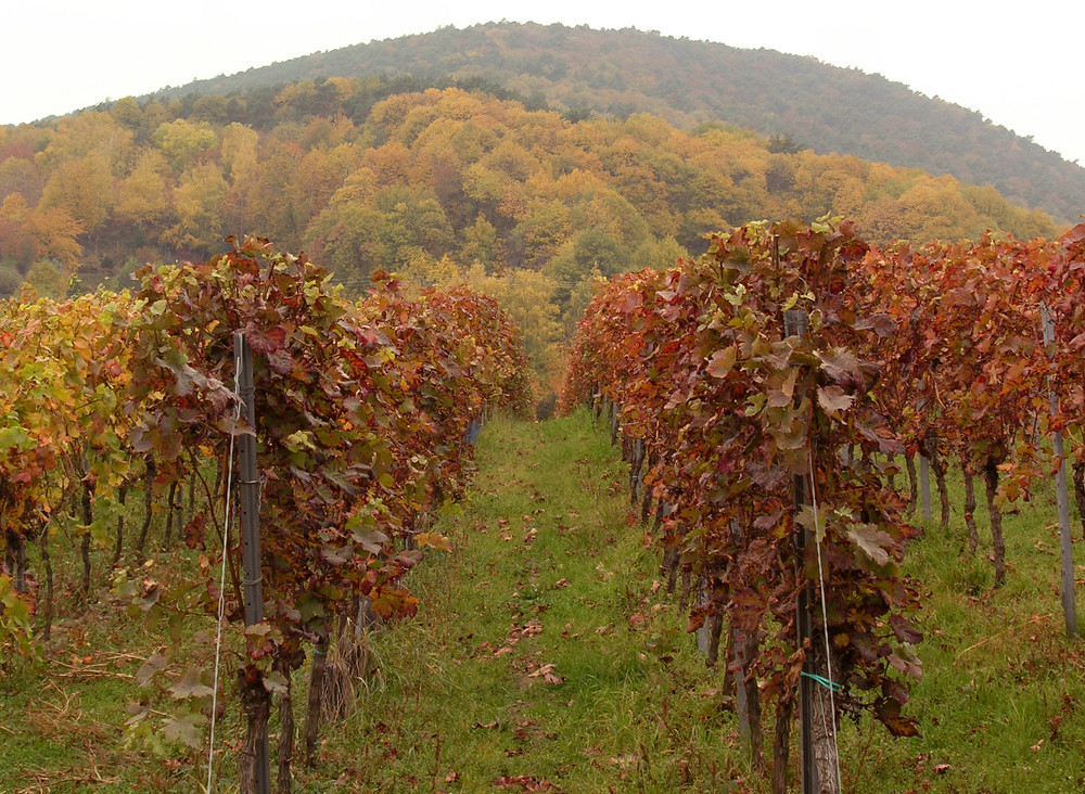 Die Farben der Pfalz im Oktober 2
