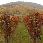 Die Farben der Pfalz im Oktober 2