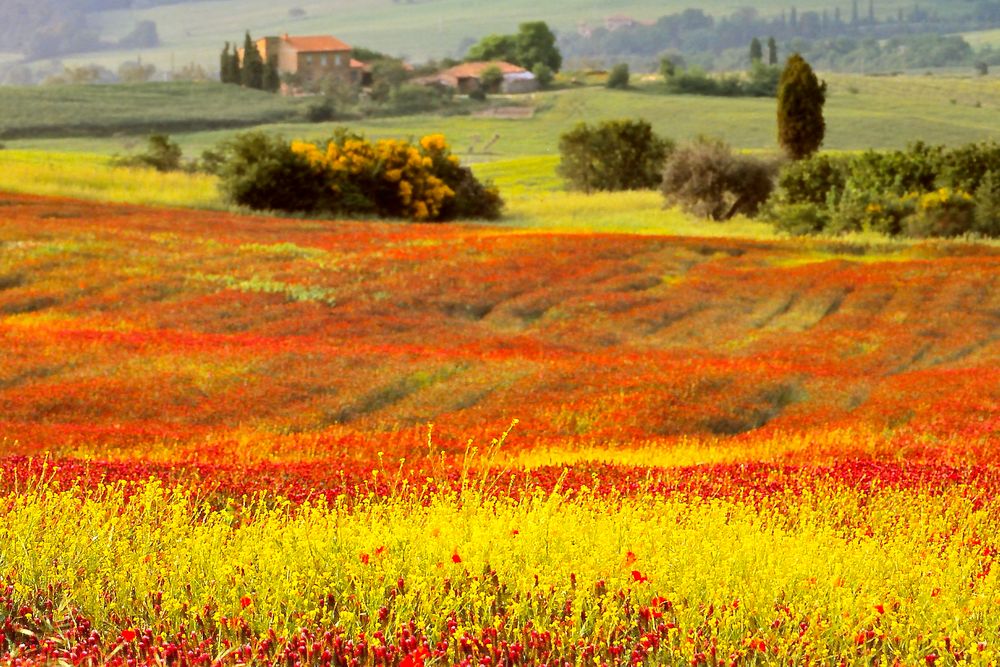 Die Farben der Toskana 1 Foto & Bild | europe, italy, vatican city, s