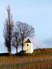 Die Farben der Weinberge (2)