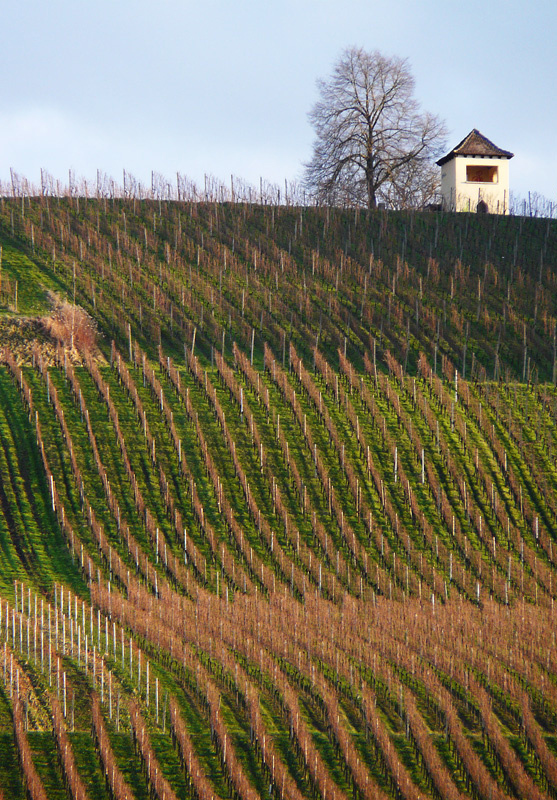 Die Farben der Weinberge (3)