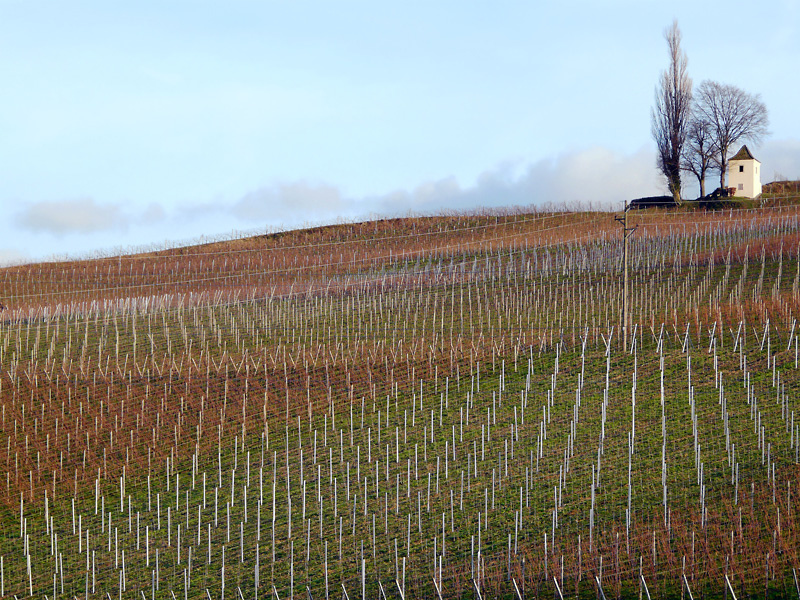 Die Farben der Weinberge....