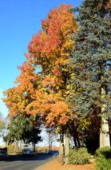 die Farben des Amberbaums