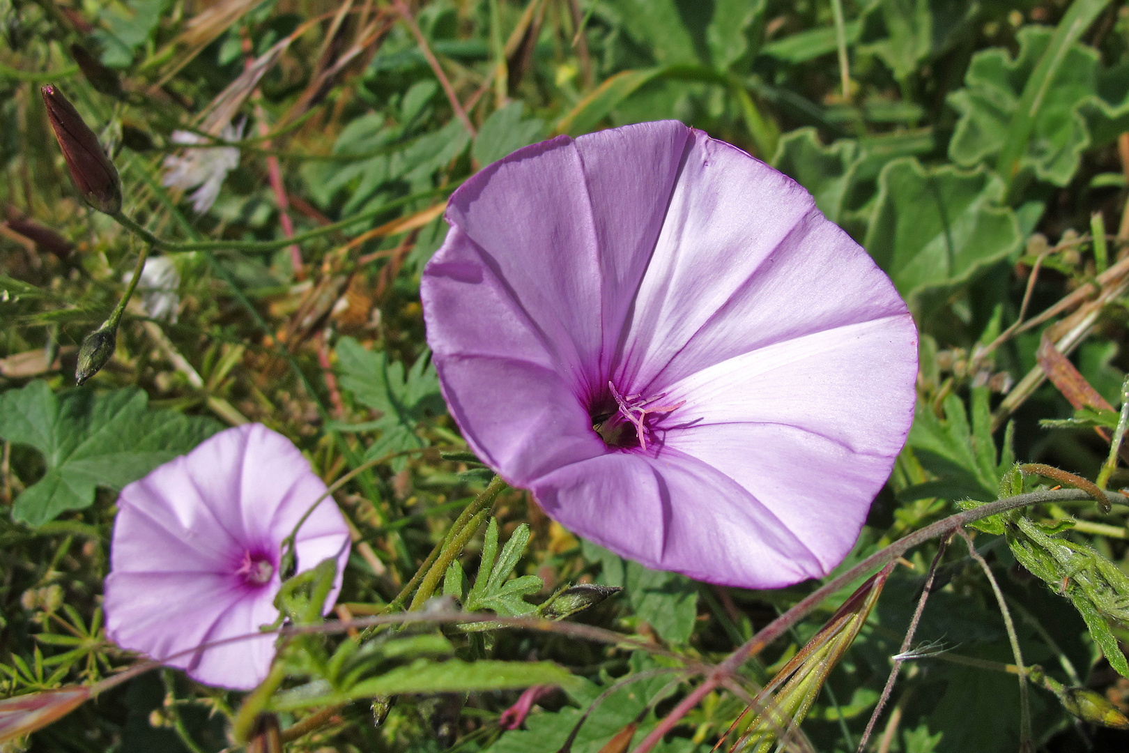 Die Farben des April / I colori d'Aprile (2)