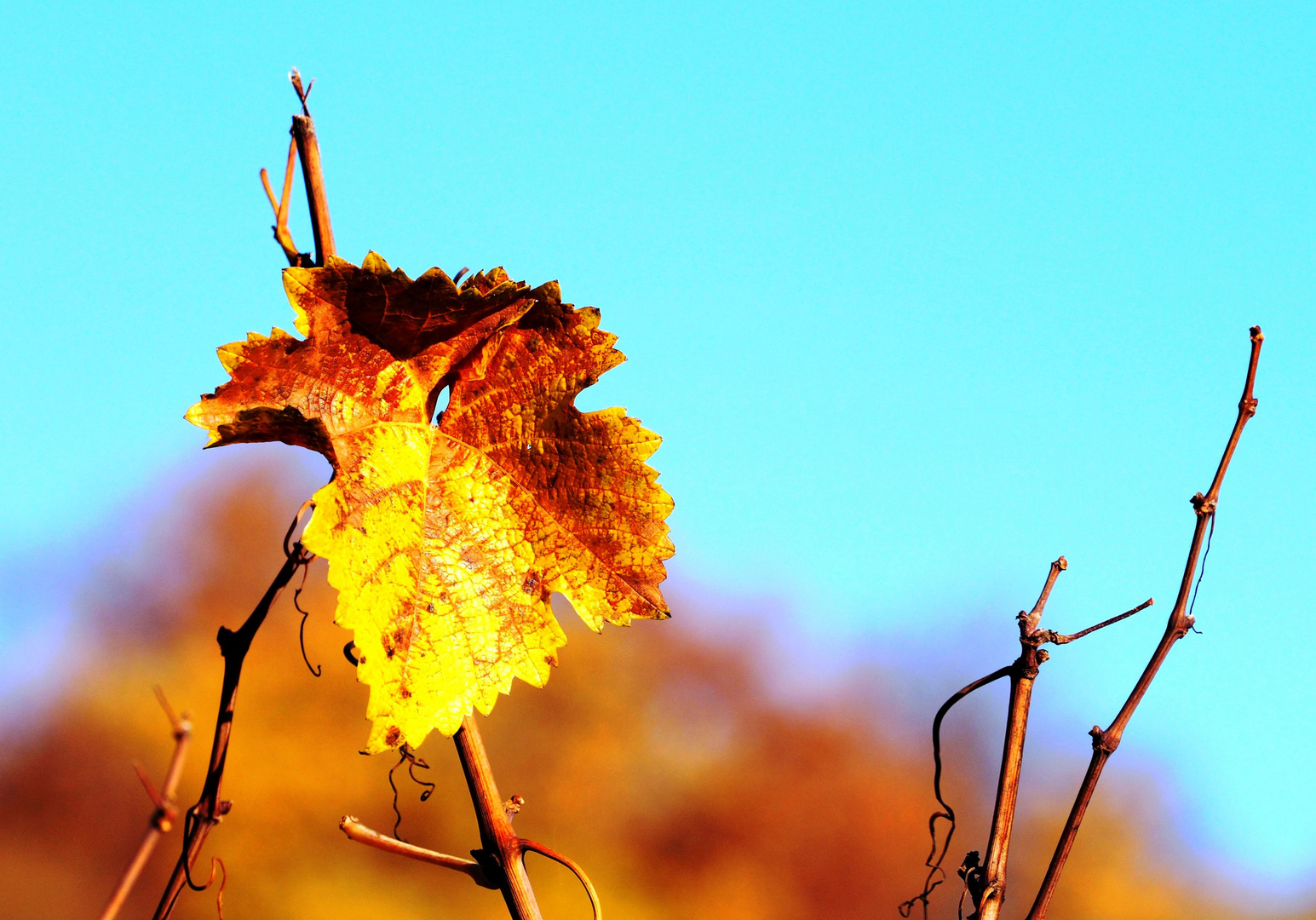 Die Farben des Blattes