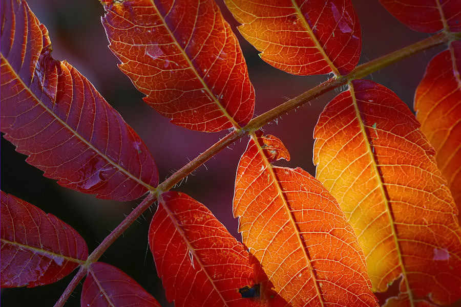 Die Farben des Essigbaumes...