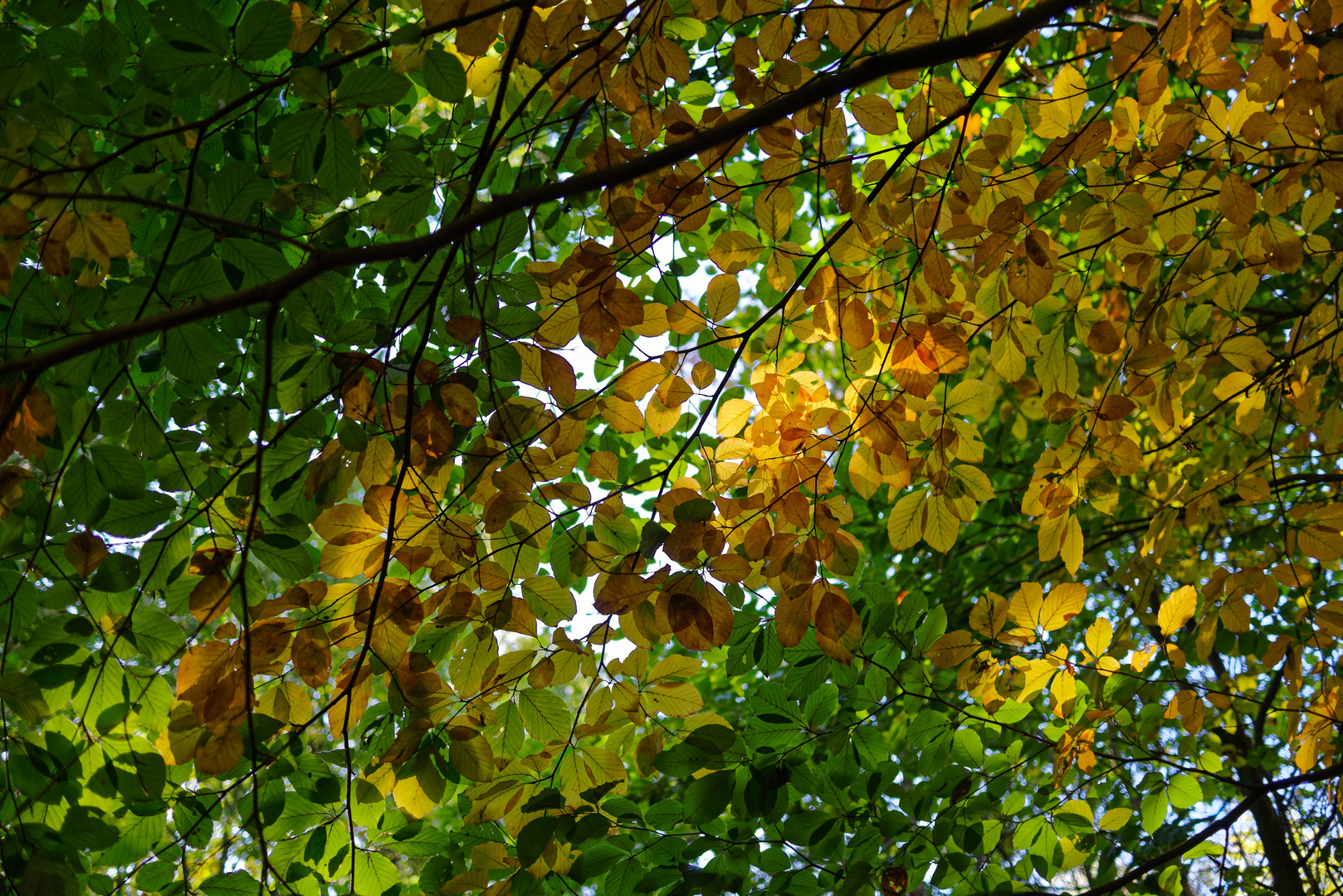 Die Farben des Frühherbstes