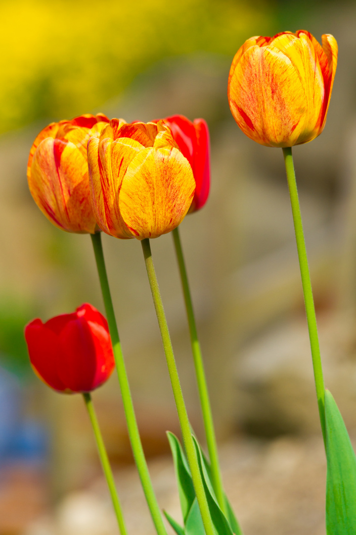 Die Farben des Frühlings #2