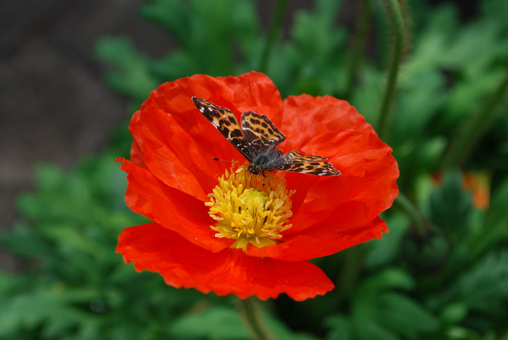 Die Farben des Frühlings