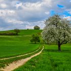 Die Farben des Frühlings