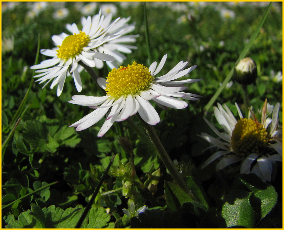 Die Farben des Frühlings [3]