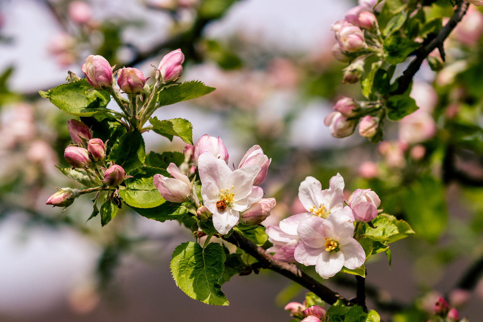 Die Farben des Frühlings