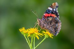 Die Farben des Frühlings