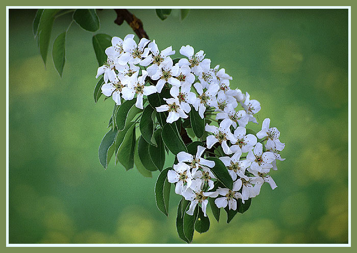 Die Farben des Frühlings............. von Gerhard Brandstetter