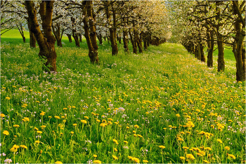 Die Farben des Frühlings