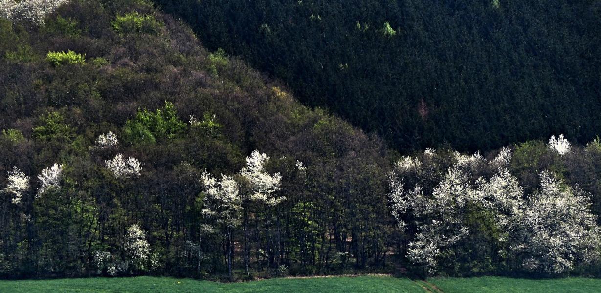 Die Farben des Frühlings