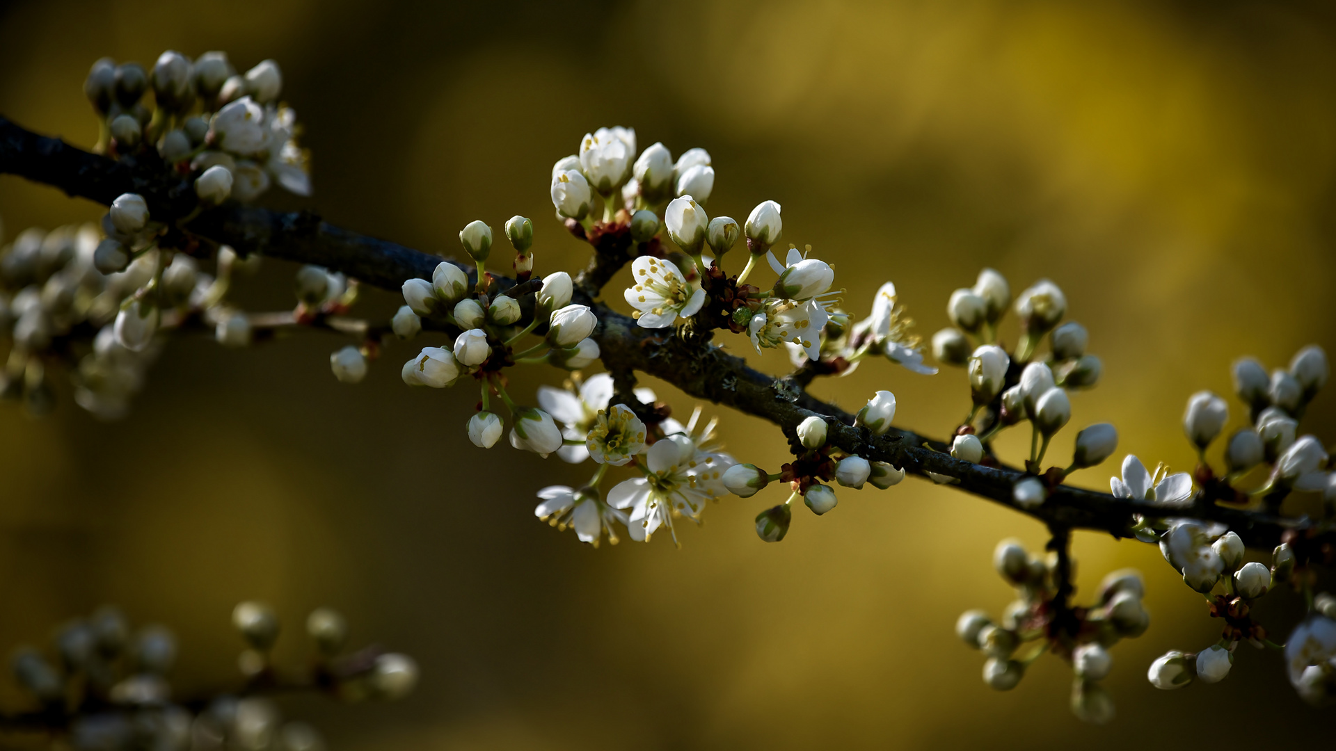 Die Farben des Frühlings