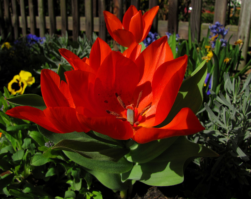 Die Farben des Frühlings