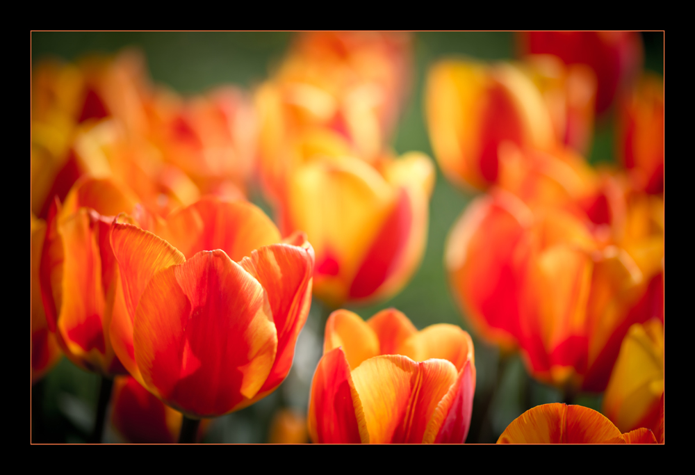 Die Farben des Frühlings