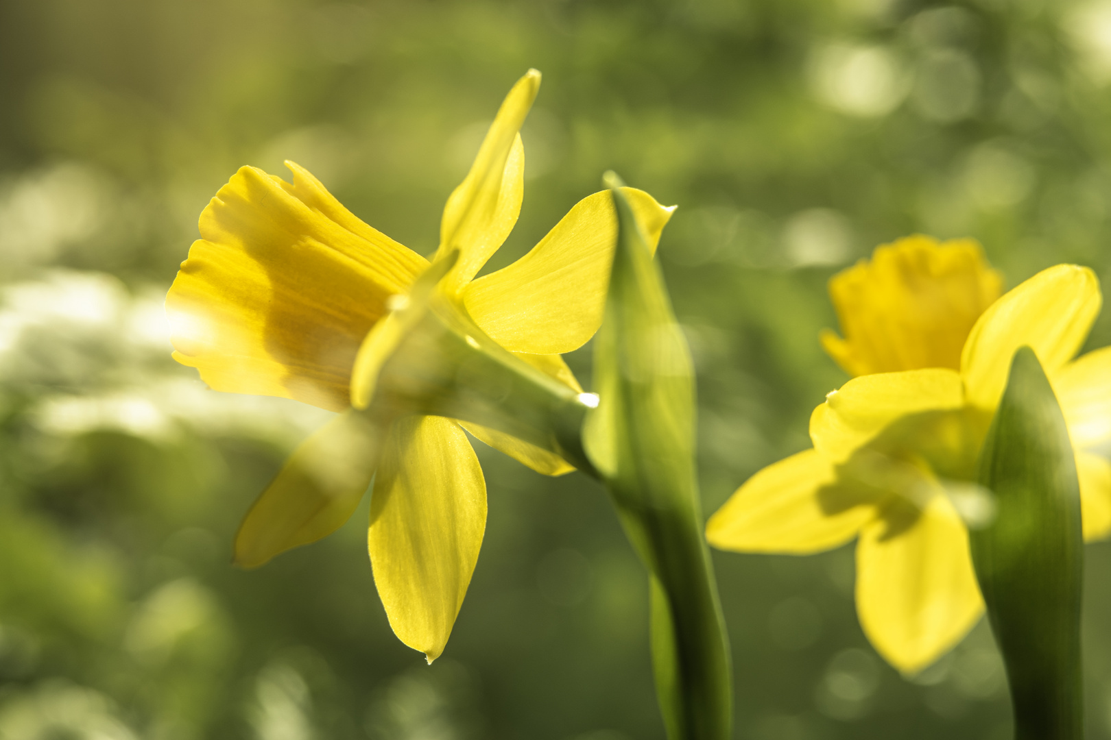 die Farben des Frühlings