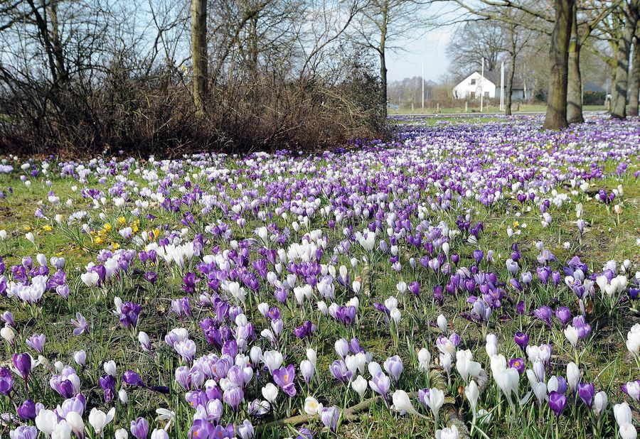 Die Farben des Frühlings