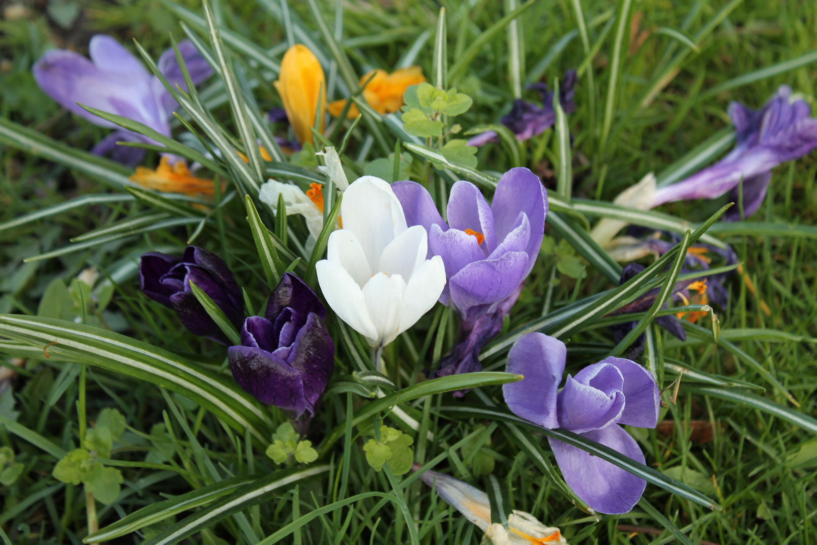 Die Farben des Frühlings...