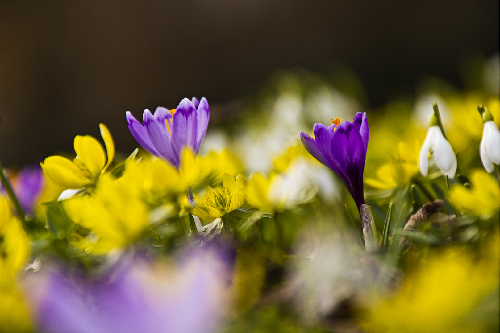 die Farben des Frühlings