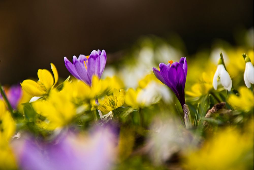 die Farben des Frühlings von Bernhard Semlitsch 