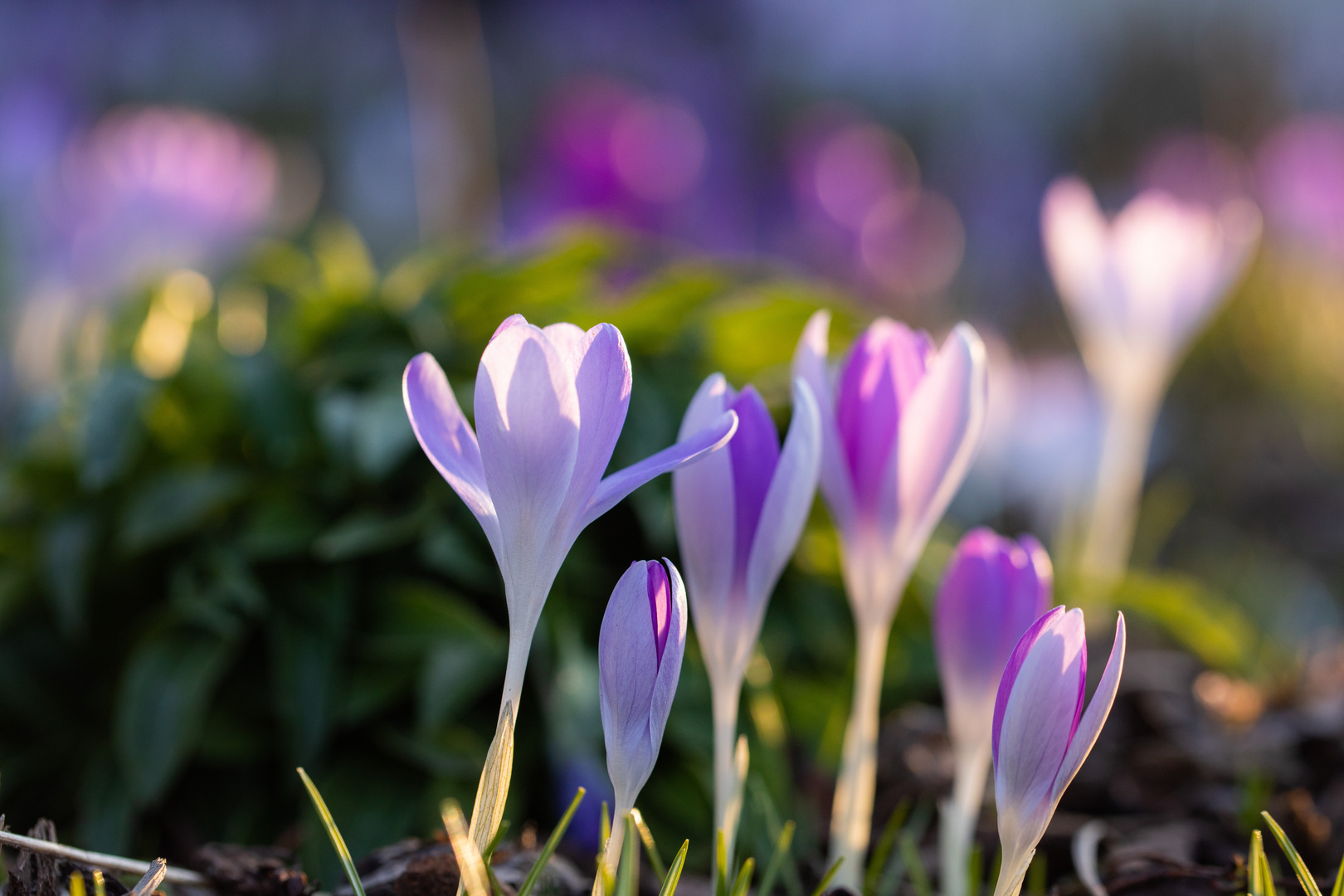 Die Farben des Frühlings 