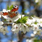 Die Farben des Frühlings