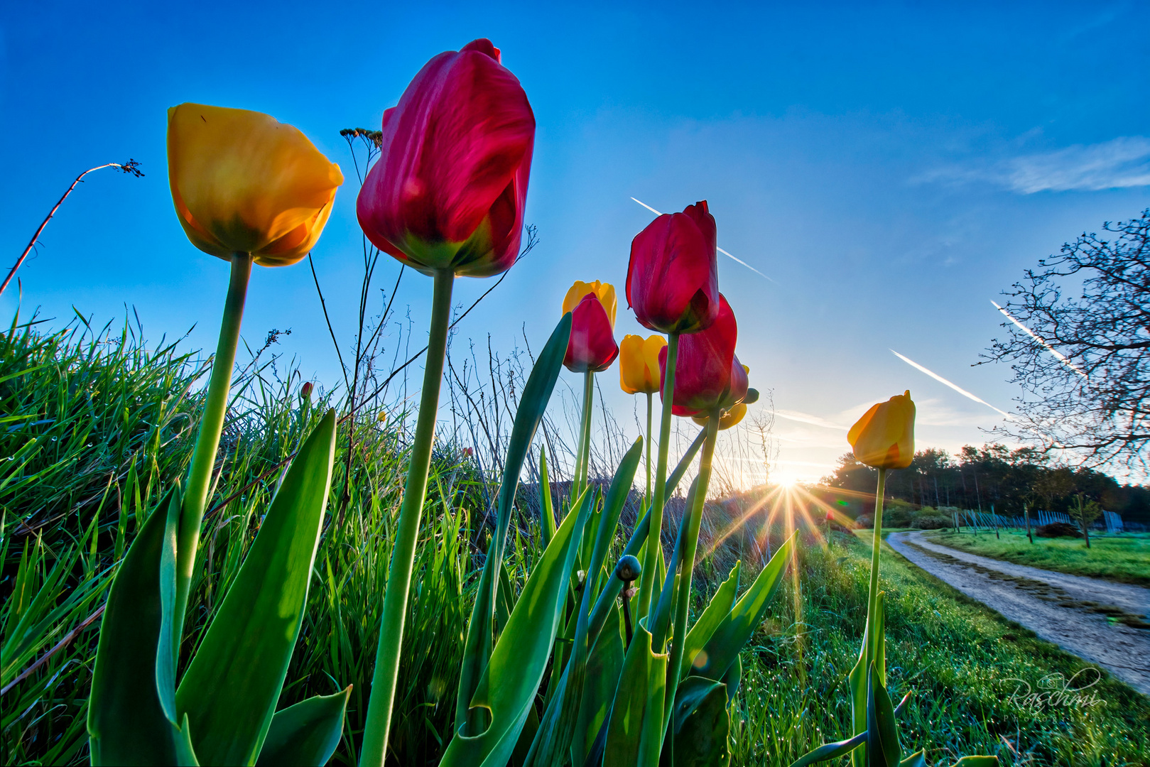 DIE FARBEN DES FRÜHLINGS