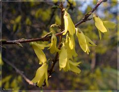 Die Farben des Frühlings erstrahlen wieder