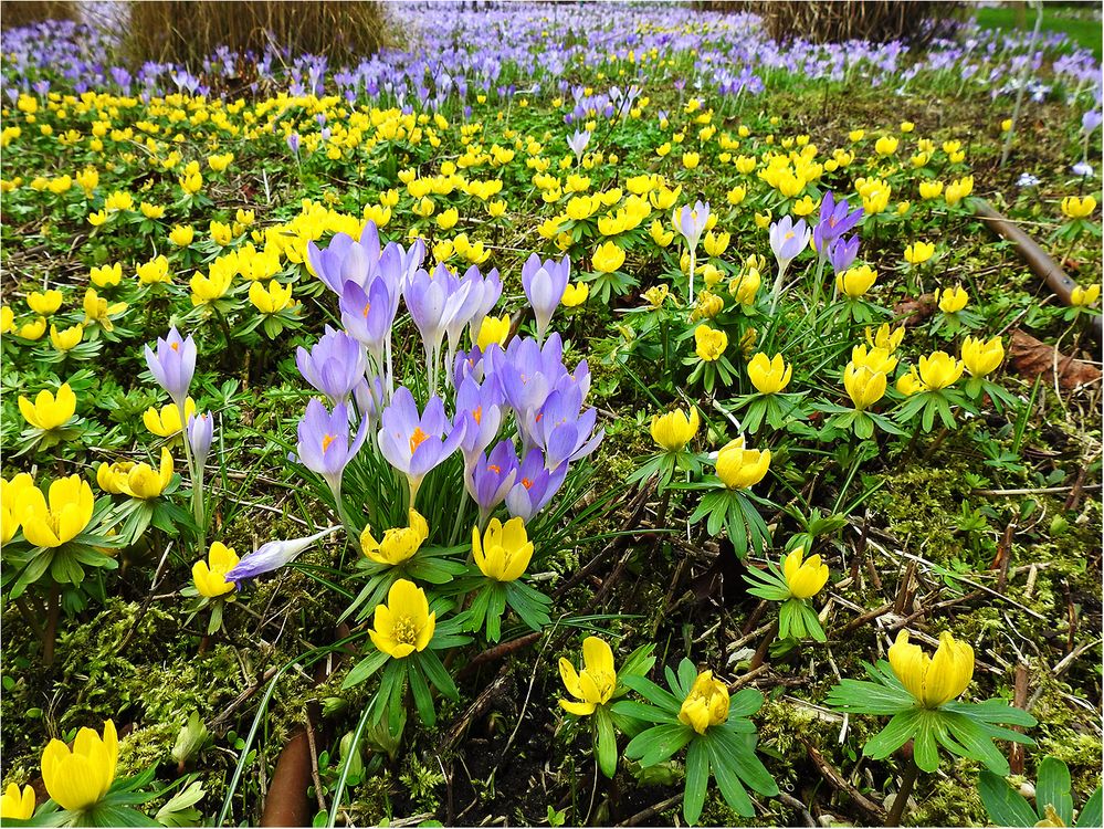 Die Farben des Frühlings