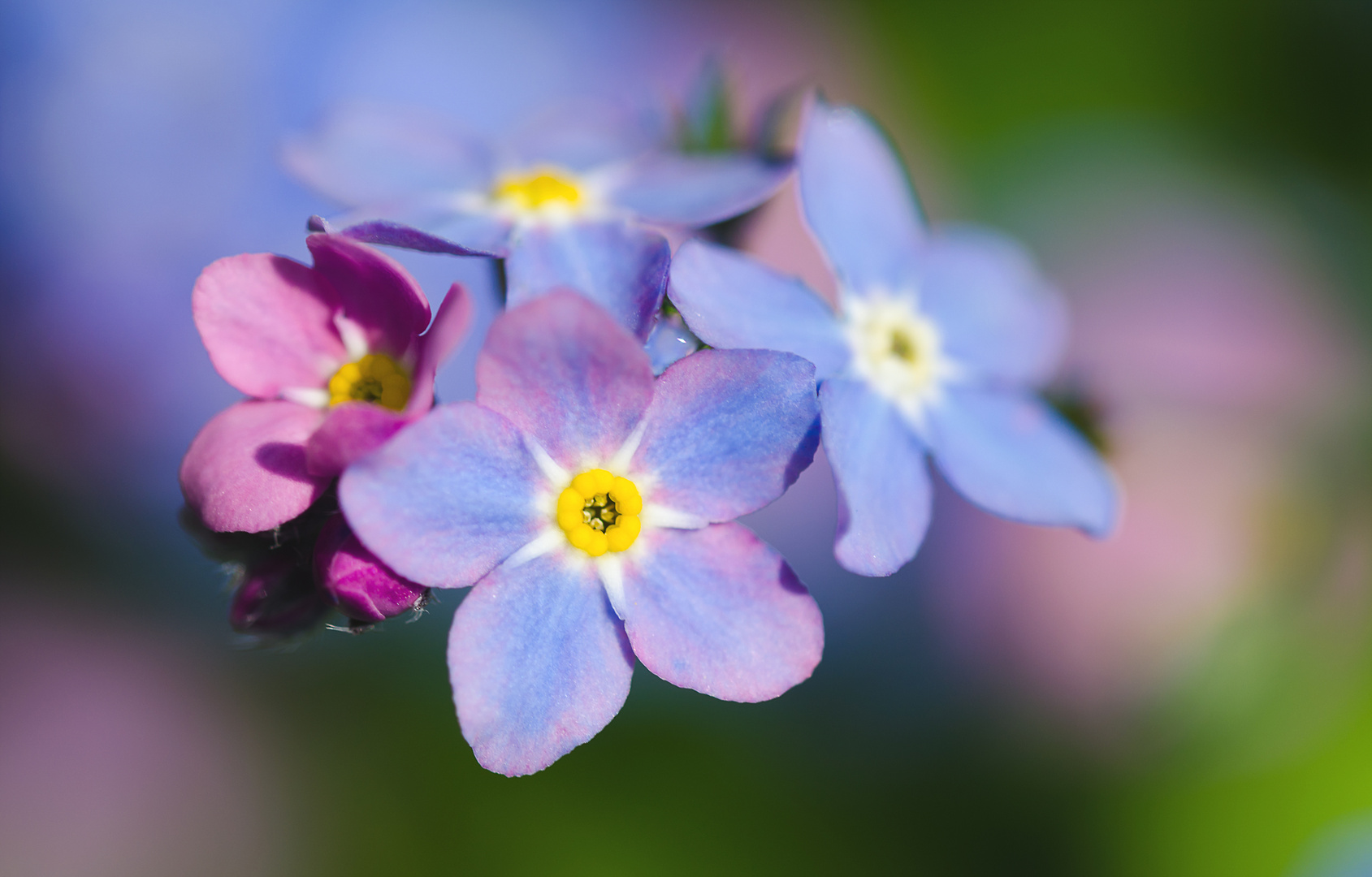 Die Farben des Frühlings