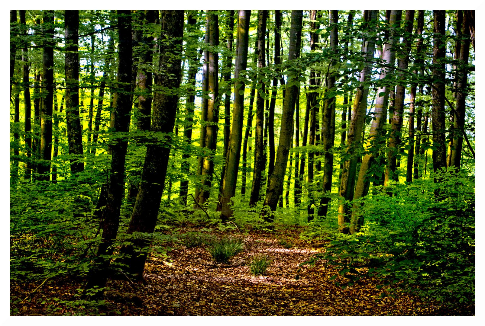 die Farben des Frühlings - im Wald