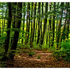 die Farben des Frühlings - im Wald