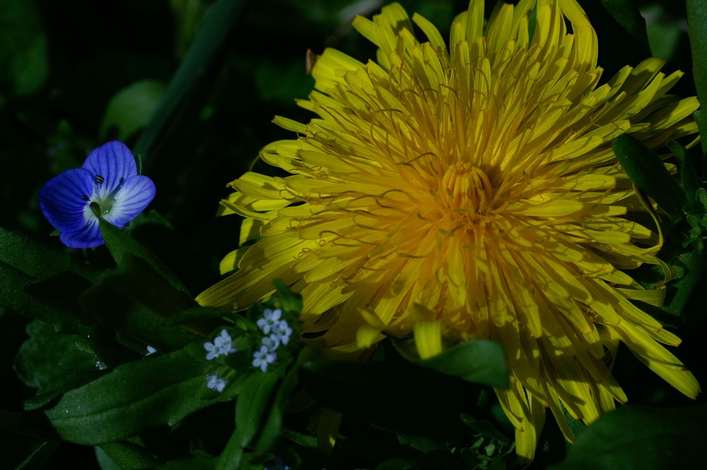 die Farben des Frühlings mit der schwäb. Wiesenchrysantheme und Gamander