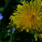 die Farben des Frühlings mit der schwäb. Wiesenchrysantheme und Gamander