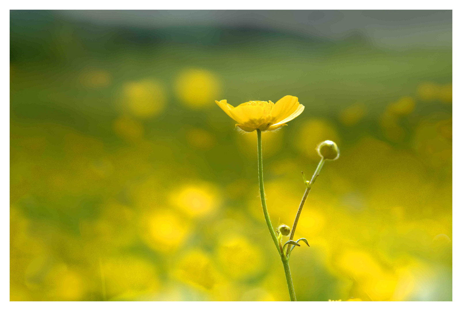 die Farben des Frühlings - Wiese