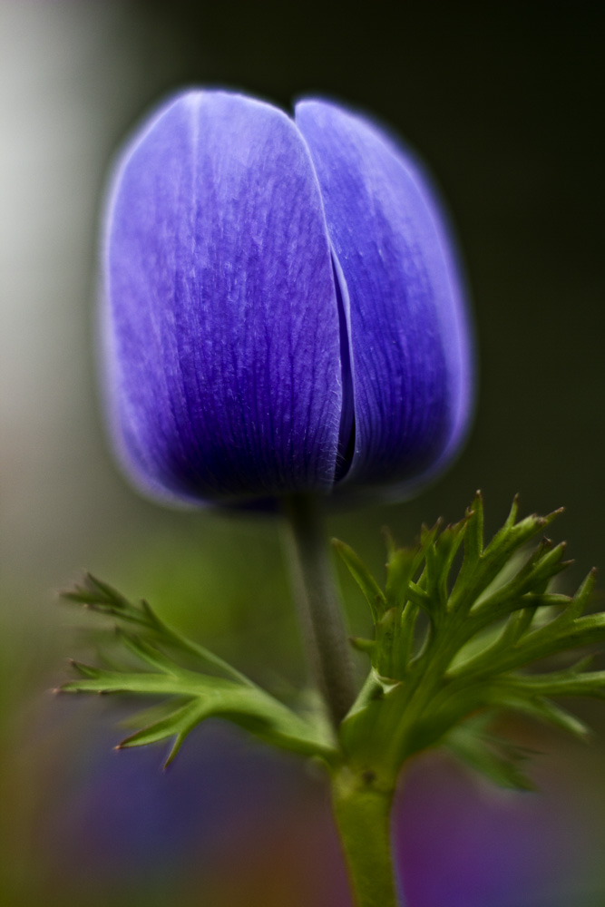 die Farben des Frühlings_02