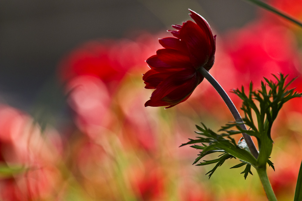 die Farben des Frühlings_03