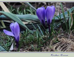 ""Die Farben des Frühlings""(5)