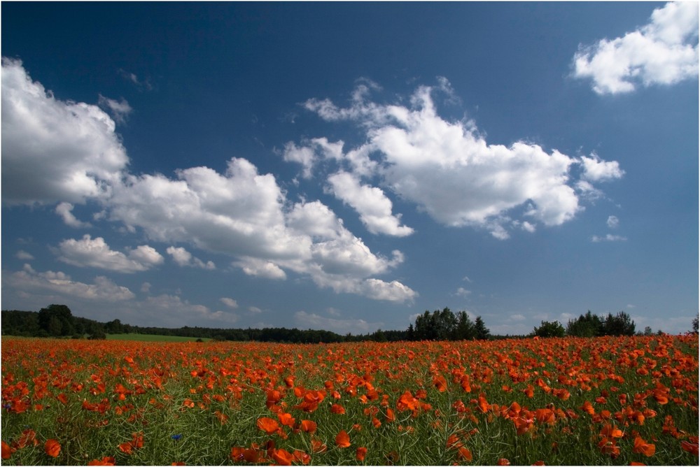 Die Farben des Frühsommers