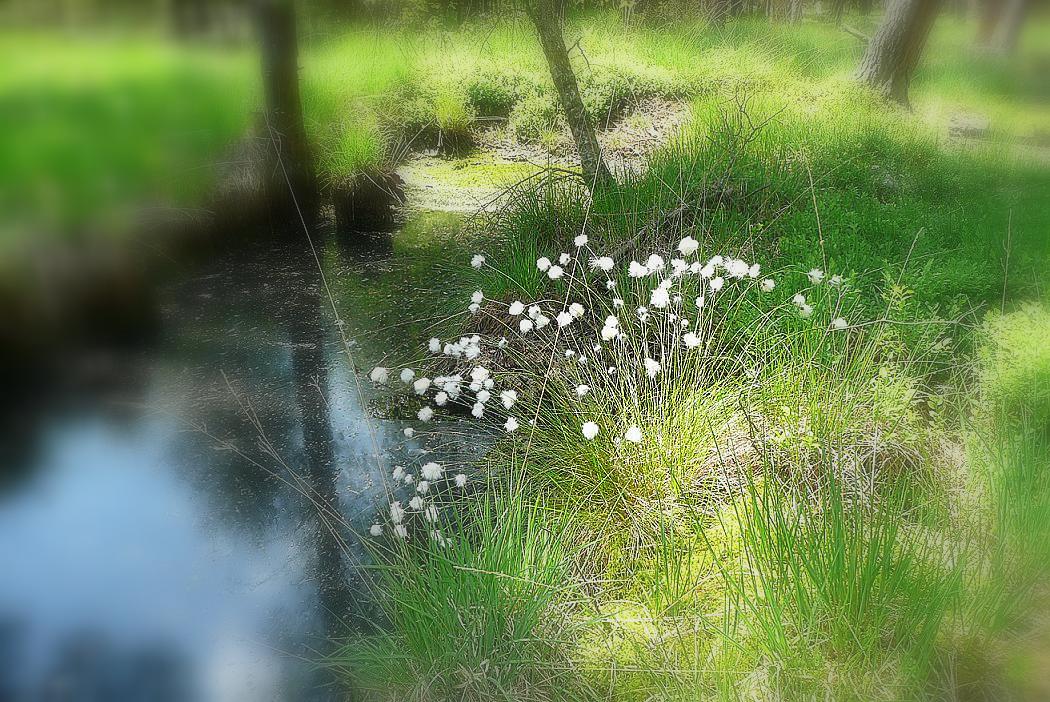 Die Farben des Frühsommers im Moor