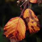 Die Farben des Herbst (1)